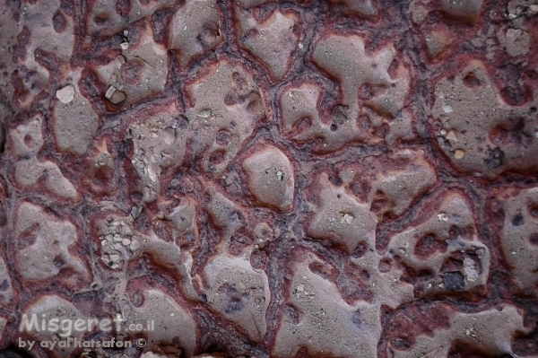 הפוך בה והפוך בה