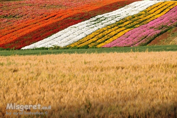 שטיח פריחות