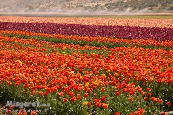 נוריות בעמק