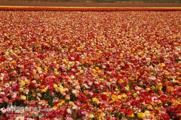 מרבד נוריות