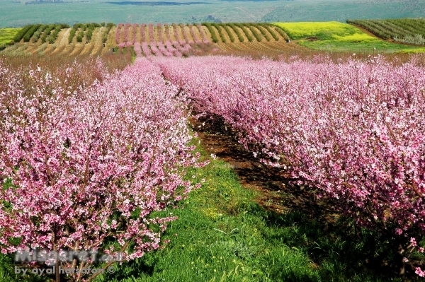 מטעים פורחים