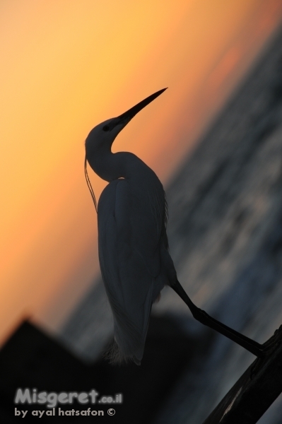 אנפה בשקיעה