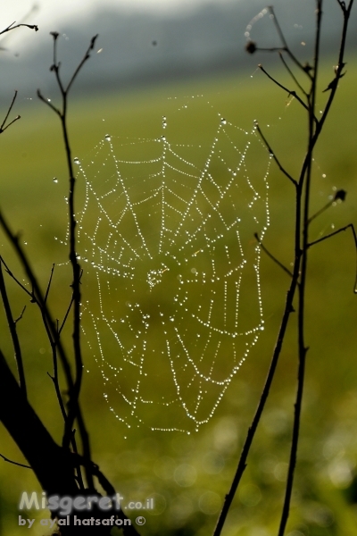 טיפ טיפות על קור