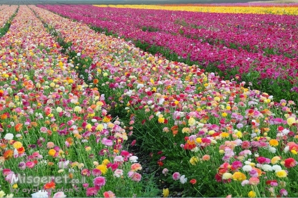 ערוגות נוריות