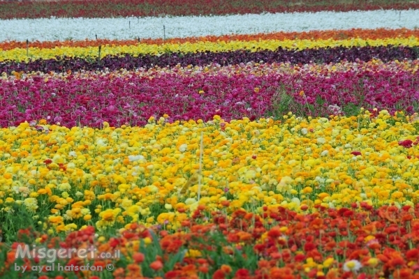 שדות נוריות