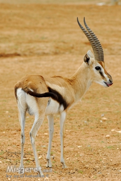 חורץ לשון