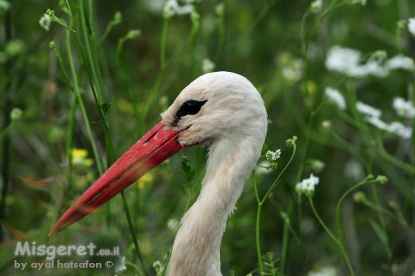 מקור החסידה