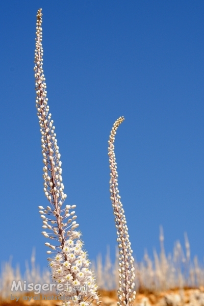 חצבים פורחים