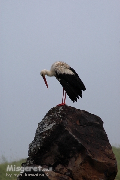 חסידה על סלע