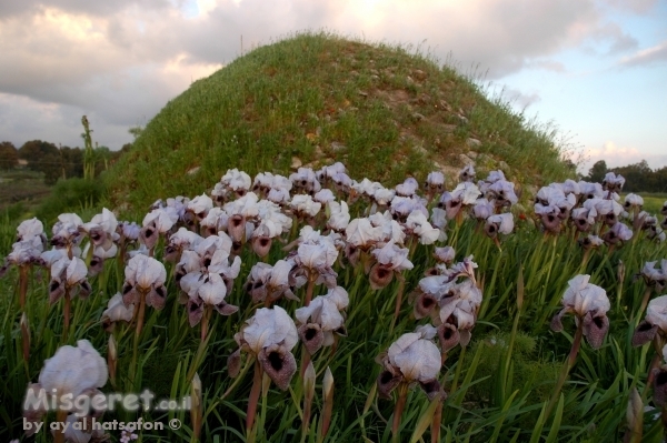 אירוסים בשייח מרזוק