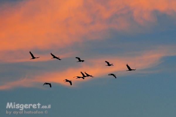 עגורים ברקיע
