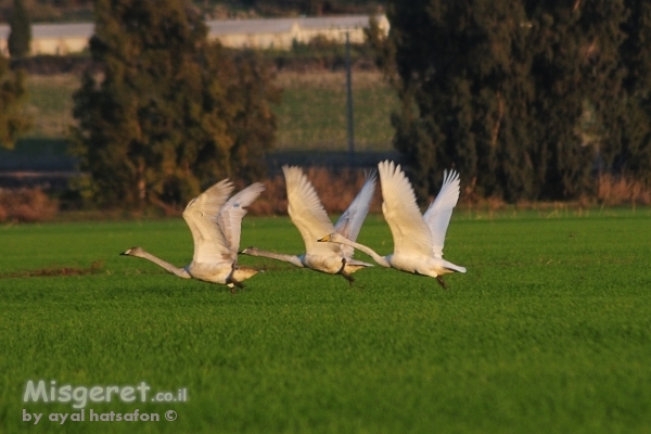 מעוף הברבורים