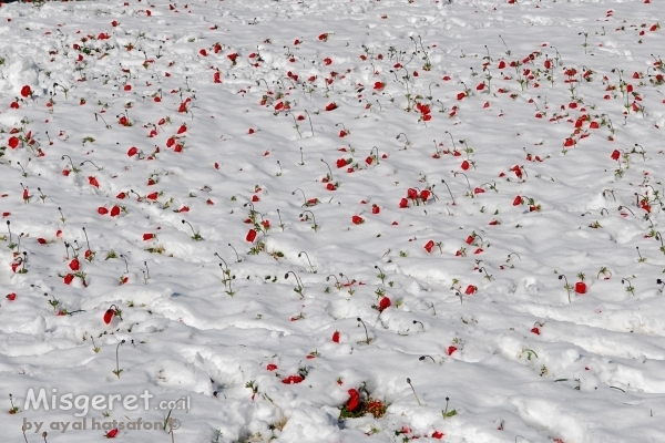 תותים בקצפת