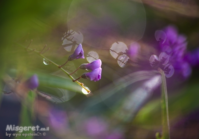 טיפות אור סגולות