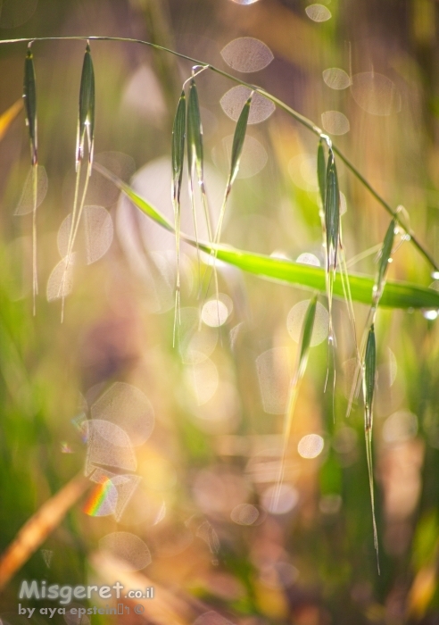 שיבולים וטיפות