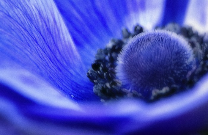 כלנית סגולה