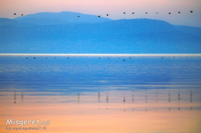 קורמורנים בשורות