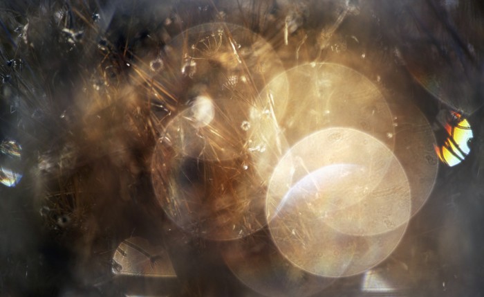 קוצים זוהרים