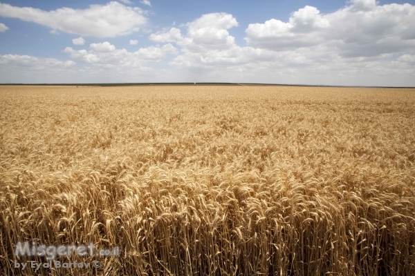 שדה חיטה