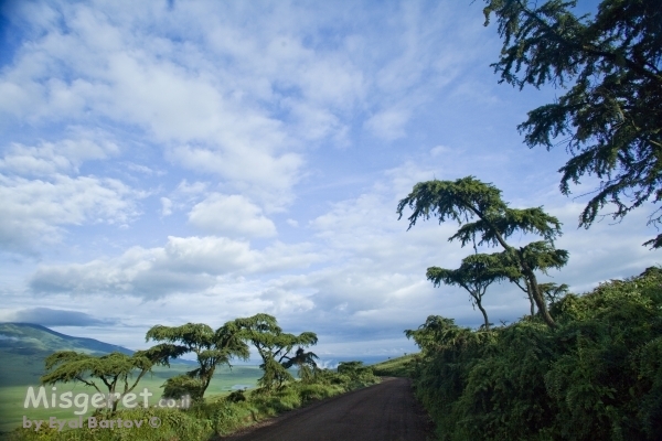 ירוק אפריקני