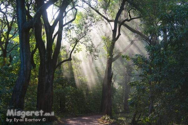 קרני אור ביער