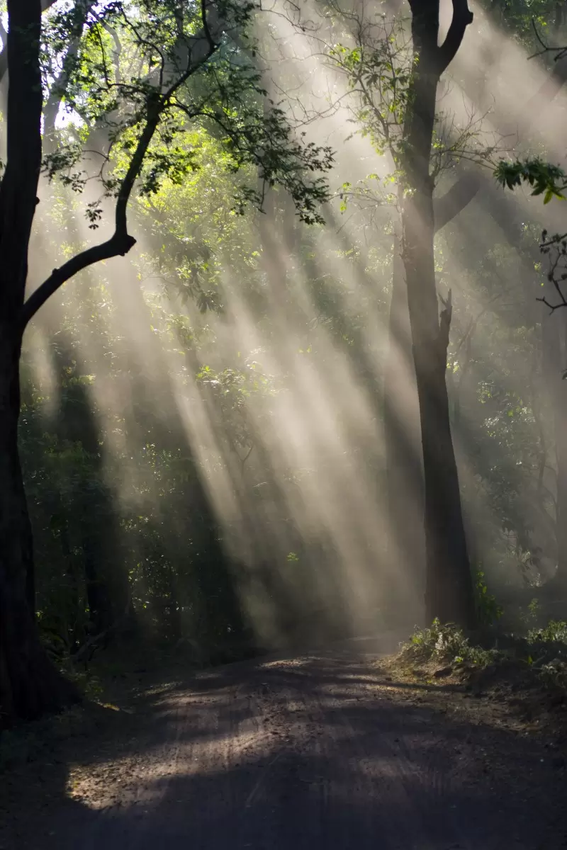 אור ביער - אייל ברטוב -  - מק''ט: 126804