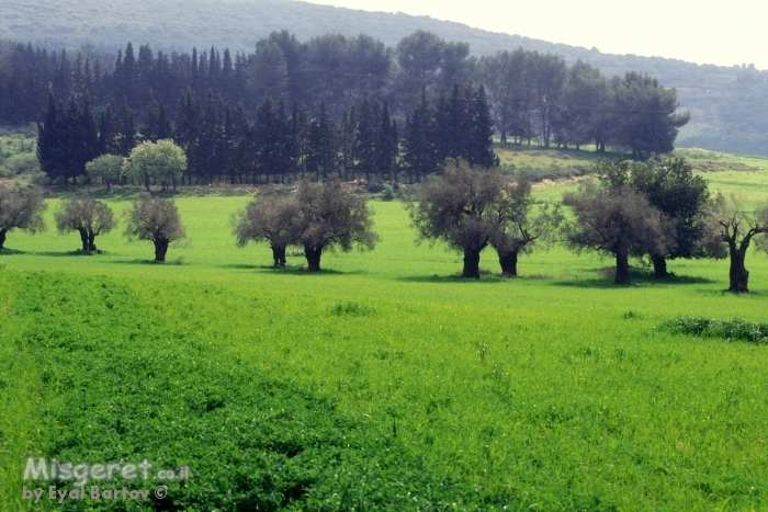 עצי זית בגליל