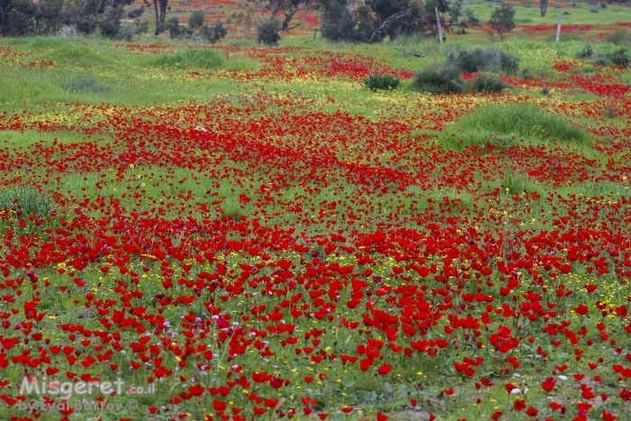 שדה כלניות