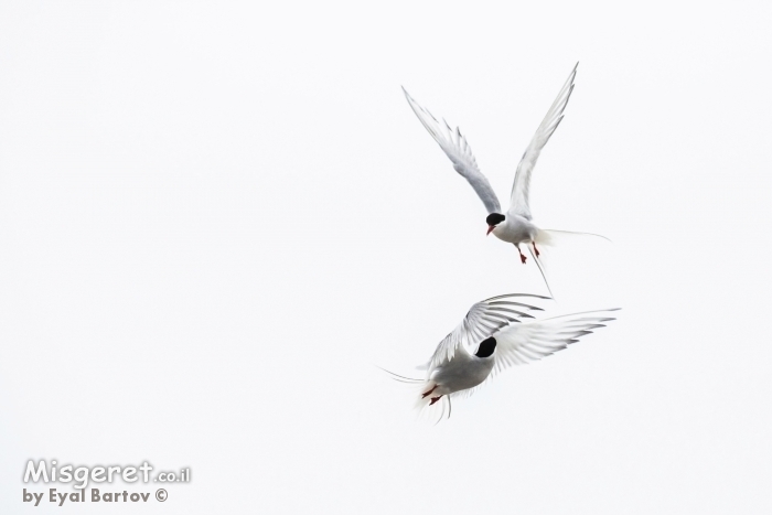שחפיות קוטב