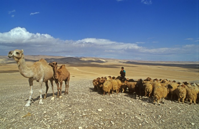 עדר במדבר