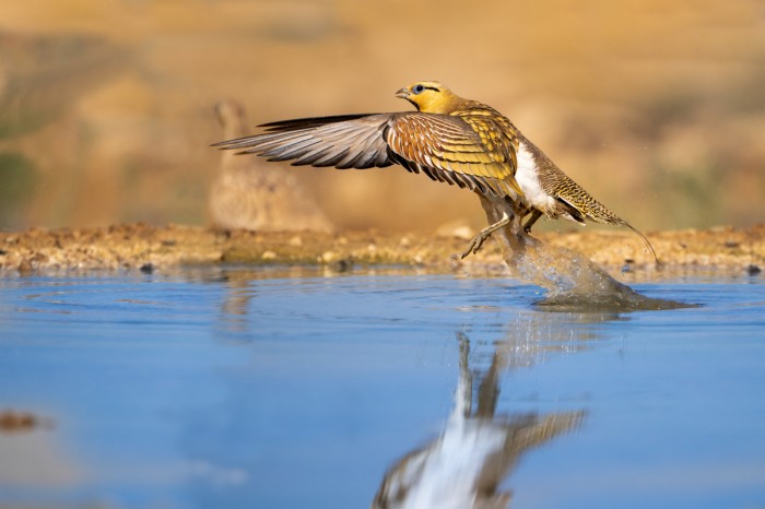 קטה חדת זנב בהמראה