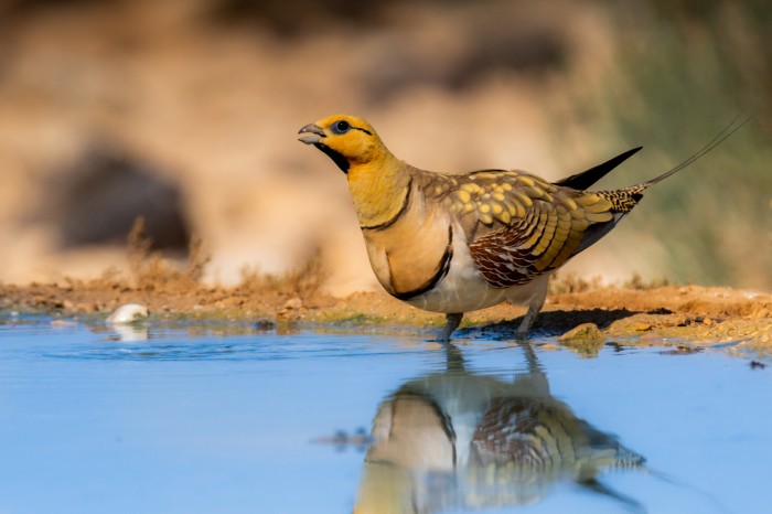 קטה חדת זנב בשתייה