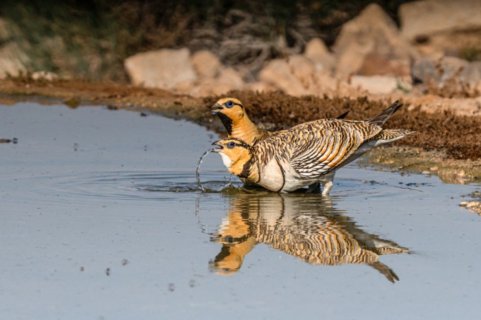 קטות חדות זנב