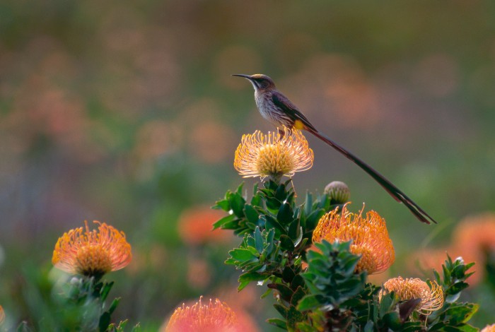 ציפור הסוכר