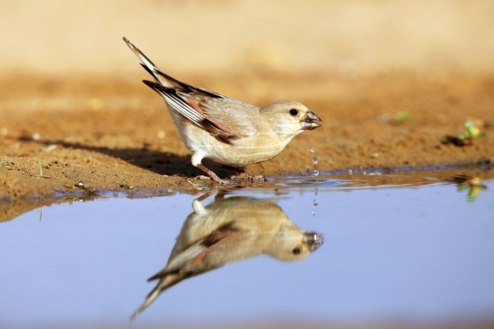 חצוצרן שחור מקור