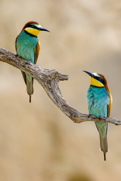 זוג שרקרקים