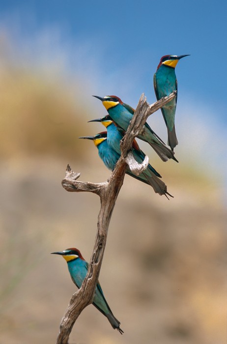 מחרוזת שרקרקים