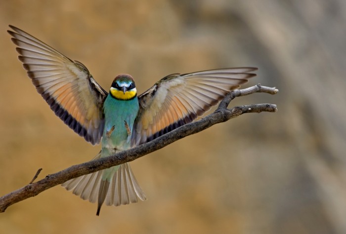 נחיתת שרקרק