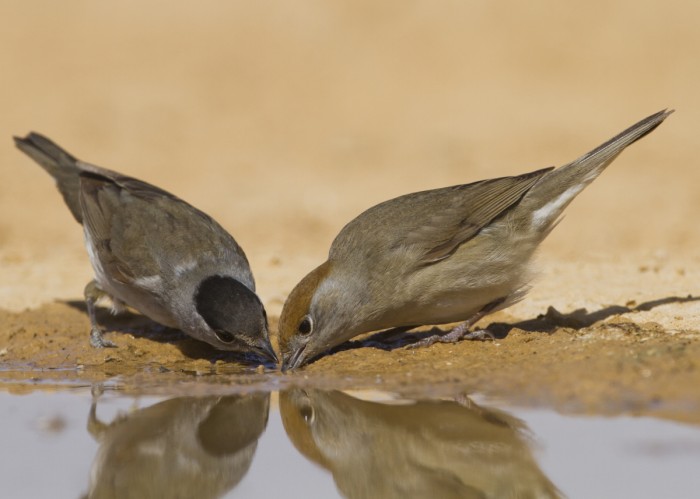 זוג סבכי שחור כיפה