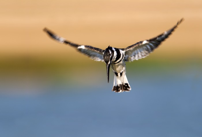 רפרוף הפרפור