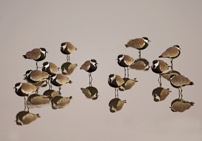 השתקפות סיקסקים