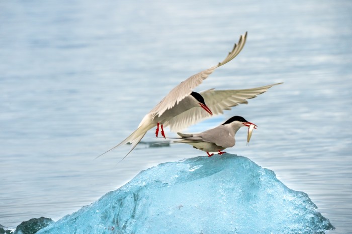 שחפיות קוטב