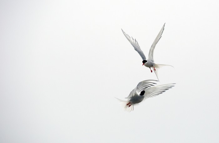 זוג שחפיות קוטב