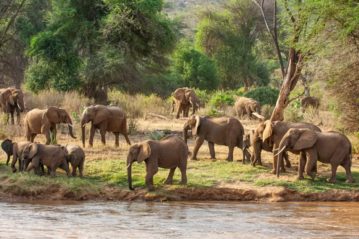 עדר פילים ליד הנהר - אייל ברטוב -  - מק''ט: 430500