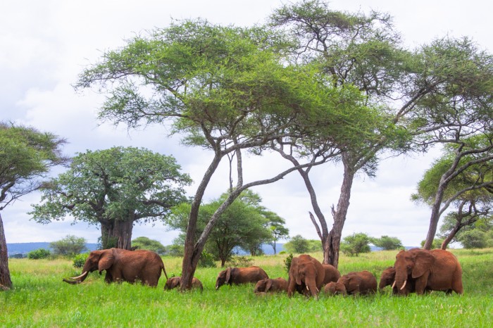 פילים בסוואנה