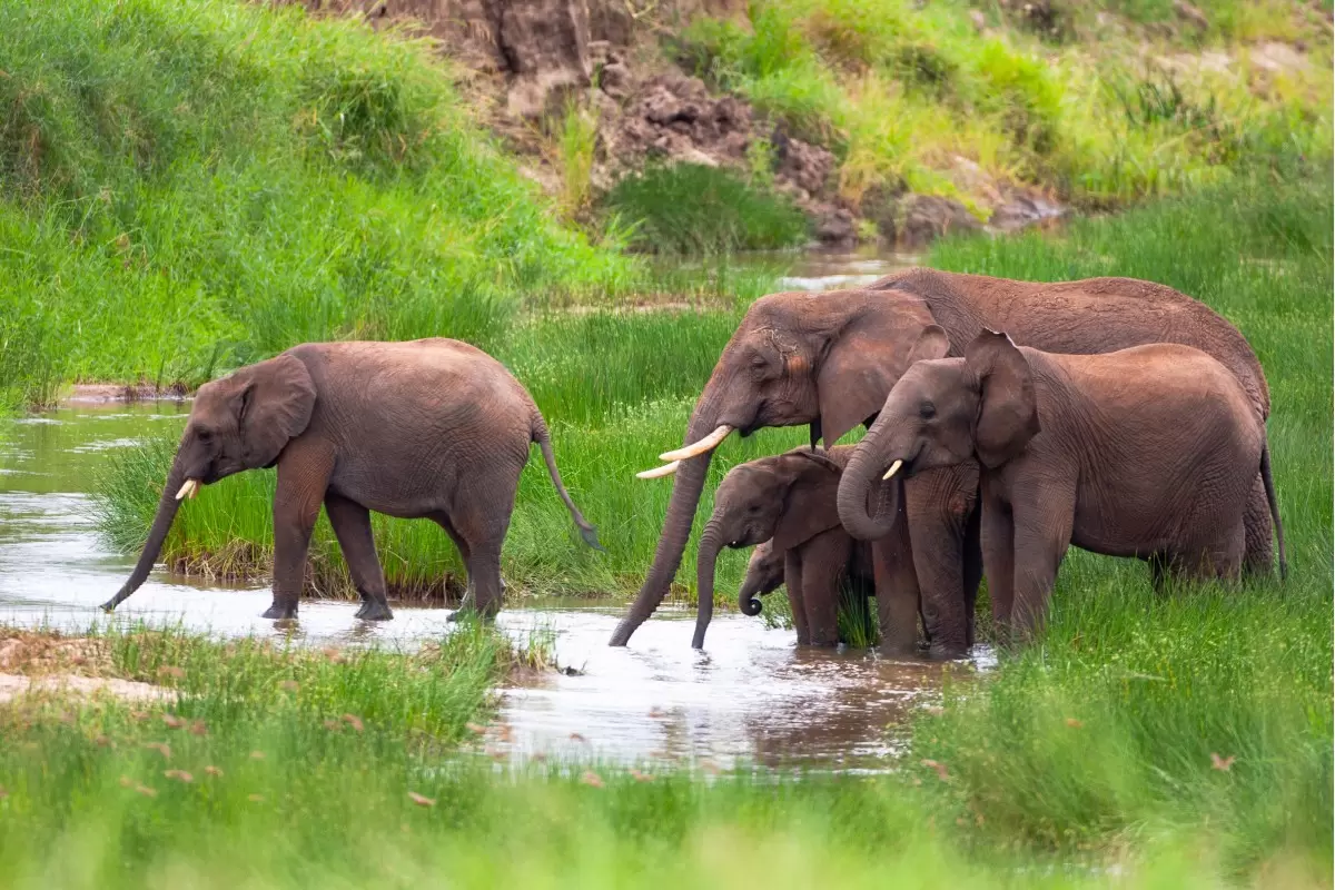 משפחת פילים בנהר - אייל ברטוב -  - מק''ט: 430504