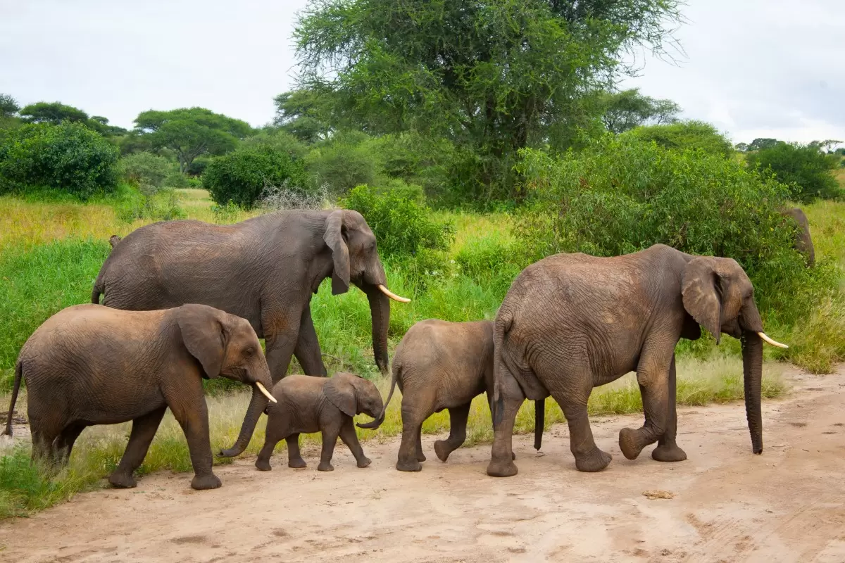 משפחת פילים בצעידה - אייל ברטוב -  - מק''ט: 430505