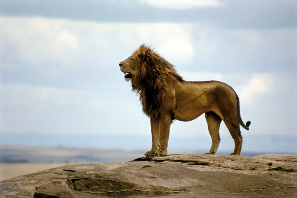 מלך האריות - אייל ברטוב -  - מק''ט: 430509