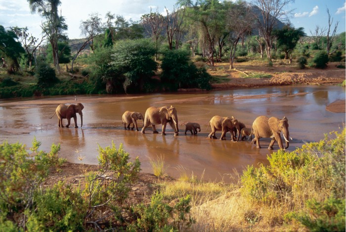 פילים בחציית נהר