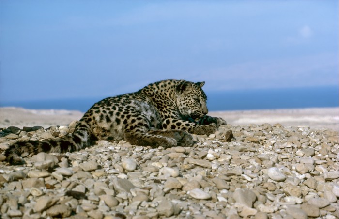 נמר מול ים המלח